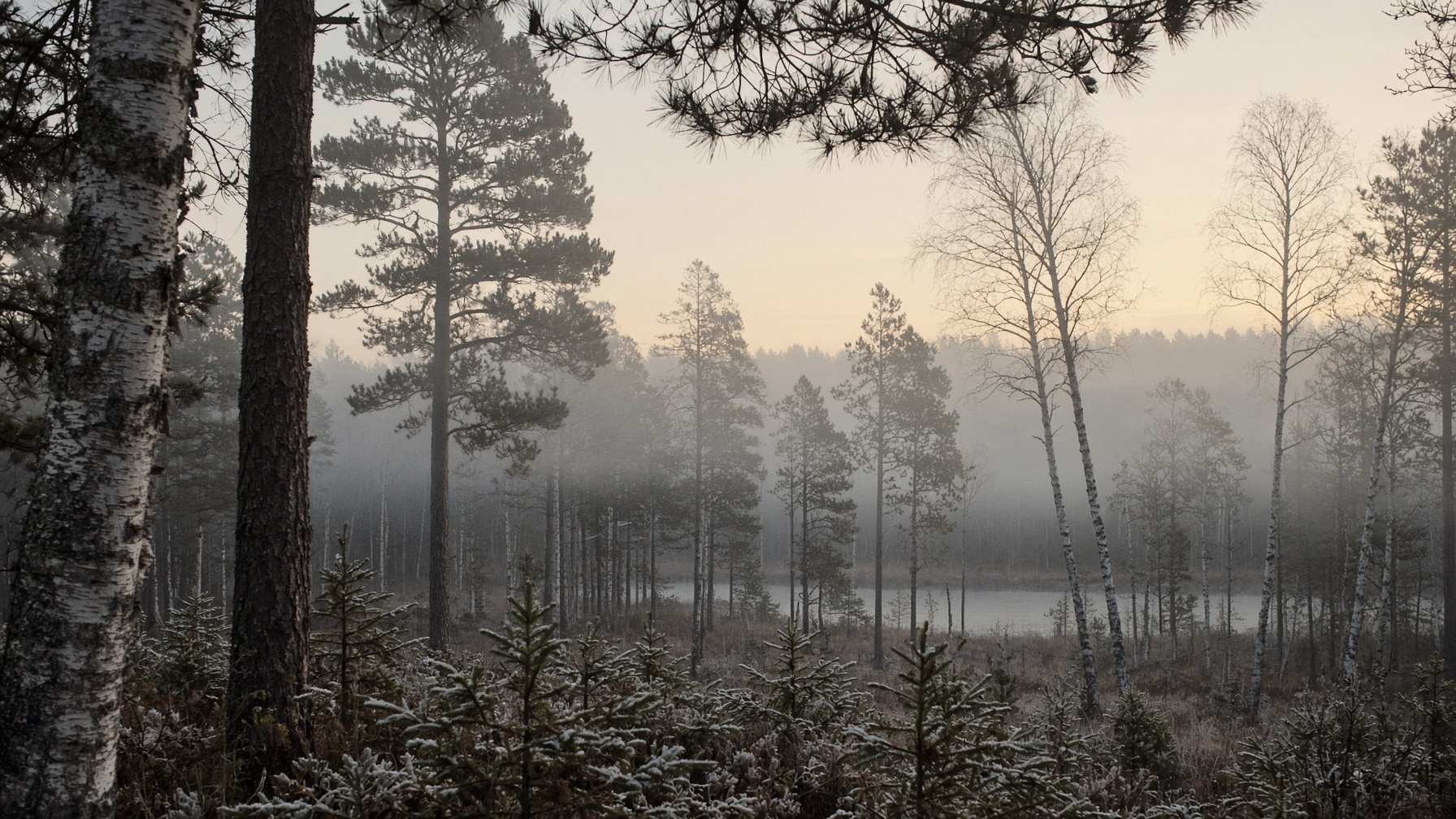 Misty northern Wisconsin pines and birch at dawn